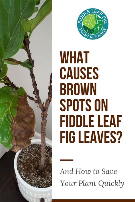 Do You Have Brown Spots On Fiddle Leaf Fig Leaves Heres How To Determine What Is Causing The