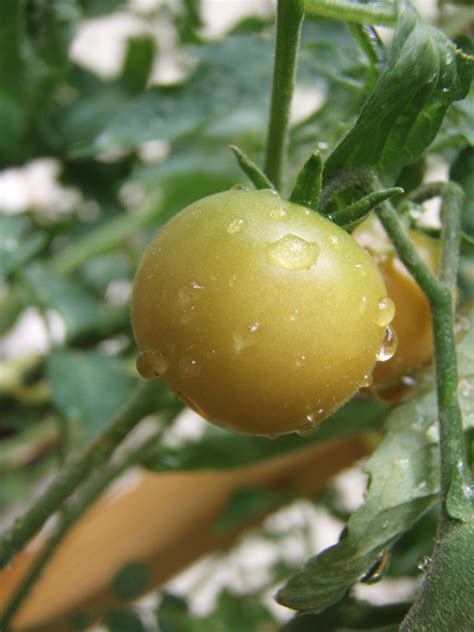 Determinate tomatoes grow to a specific height and however, you will need to prune it frequently. Watering Tomatoes: When, How Often & How Much Is Needed ...