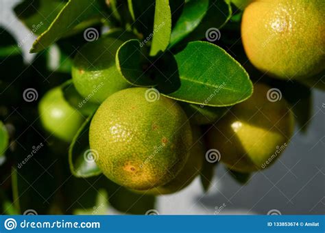 Citrus Calamondin Unripe Fruits Stock Photo Image Of Tree Tangerine