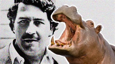 Pablo Escobars Hippos Are Now Colombias Problem Big Think