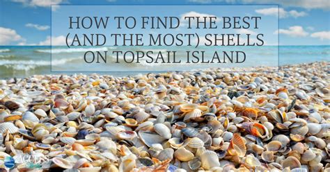 10 Best Florida Beaches Seashells