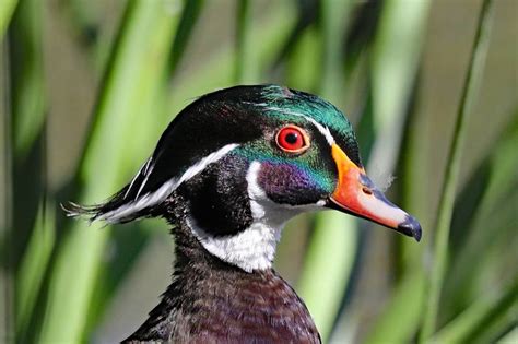 Birdfiles Pictures Wood Duck Aix Sponsa 1 By Kell
