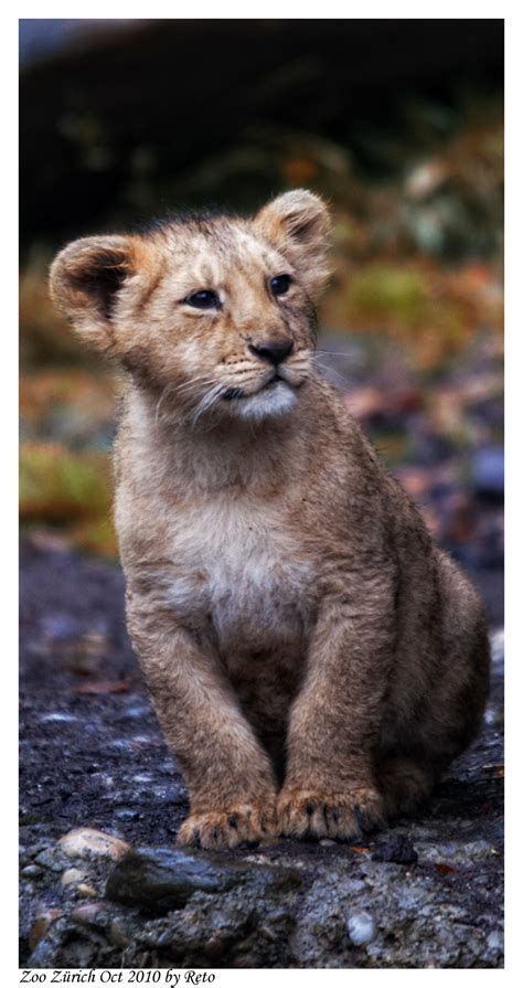 Indian Lion Cub By Reto On Deviantart