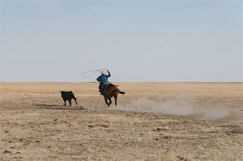 Young Cowboy Chasing Escaped Bull With Lasso Stock Photo Download