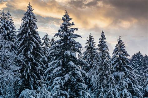 Snowy Spruce Forest Under Evening Sky Stock Photo Image Of Snowy
