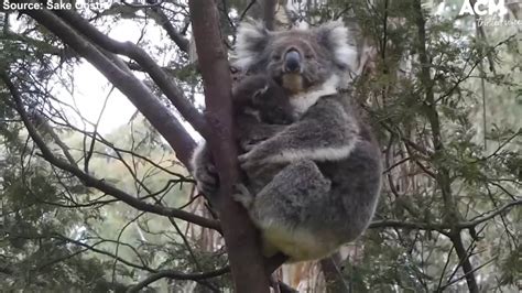 Mother Koala And Her Restless Joey Twins Sake Oostra Wildlife Clip