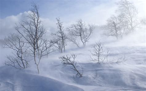 Free Download Trees Winter Blizzard Wind Snow Wallpaper Background