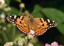 Farfalle italiane più famose: nomi, caratteristiche e ciclo vitale