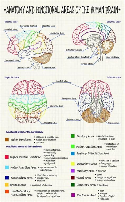 Anatomy And Functional Areas Of The Human Brain Coolguides