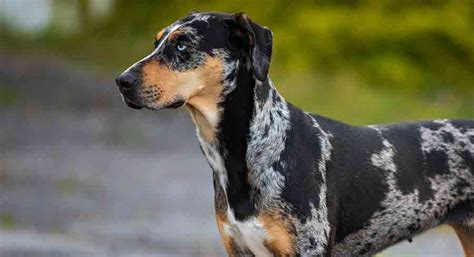 Catahoula Leopard Dog Complete Breed Information Guide