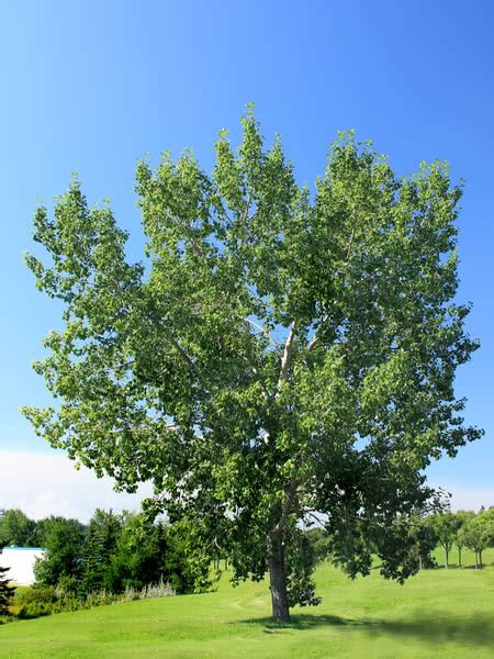 Balsam Poplar For Sale Treetimeca