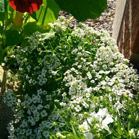 Lobularia Maritima Syn Alyssum Maritimum Sweet Alyssum Uploaded By