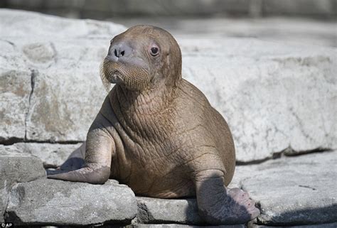 Seven Week Old Walrus Calf Makes His First Public Appearance At A