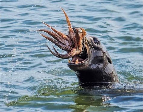 A Seal Eating A Squid Amazing Animal Pictures Animals Weird Animals