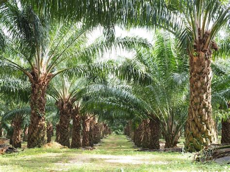 Premium Photo Plantation Of Palm Oil Tree In Farm