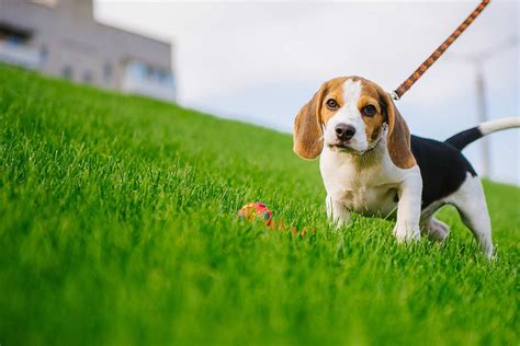 Once they're big enough to start wandering around. How to Train a Beagle Puppy to Walk on a Leash