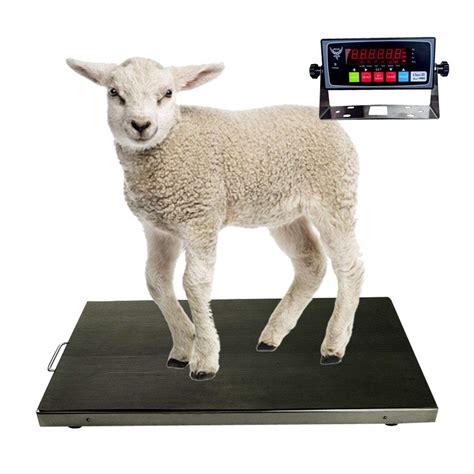 Buy Pec Livestock Animal Scalefarm Animal Scales For Weighing Small To