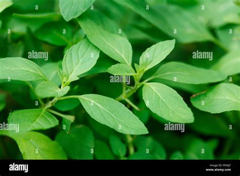 Medicinal Plant Herb Common Name Vicks Plant Peppermint Plant Botanical