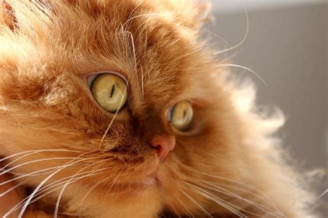 The Funniest Cats Cat Breeds You Have To See To Believe