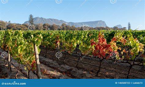 Photo Of Vineyards At Groot Constantia Cape Town South Africa Taken