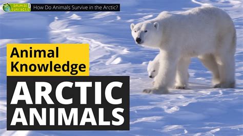 How Do Animals Survive In The Arctic 🐻‍ ️ Animals For Kids