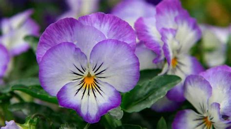 Estas Son Las 5 Flores Ideales Para Plantar En Otoño The Home Depot Blog