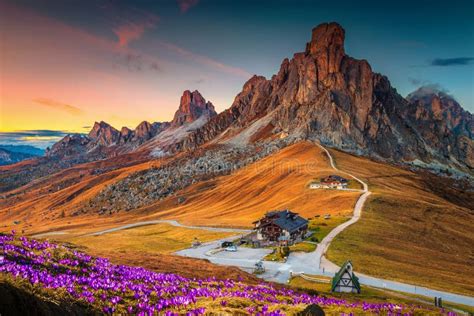 Spring Crocus Flowers On The Slopes In The Dolomites Italy Stock Photo