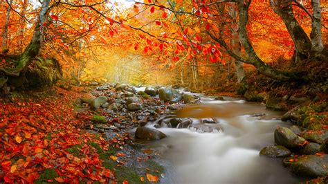 Stream In Autumn Deciduous Forest Nature High Quality Wallpaper Preview