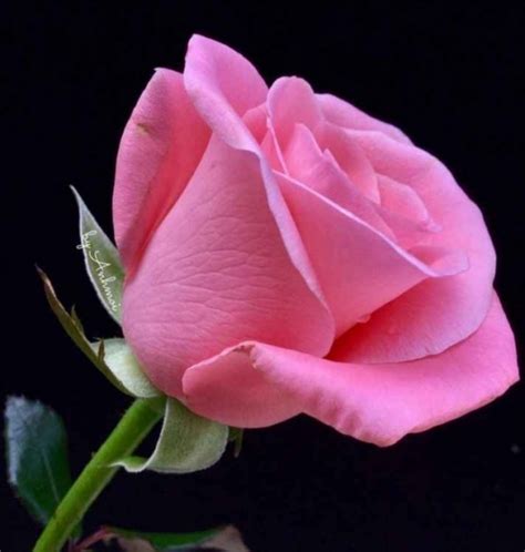 Find the perfect rose picture from over 40,000 of the best rose images. 710+ Rose Pictures, Images, Photos