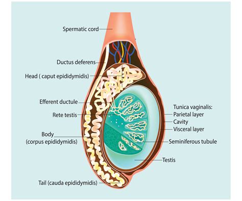 Cek Fungsi Testis Pada Pria Fakta Lain Risiko Penyaki - vrogue.co