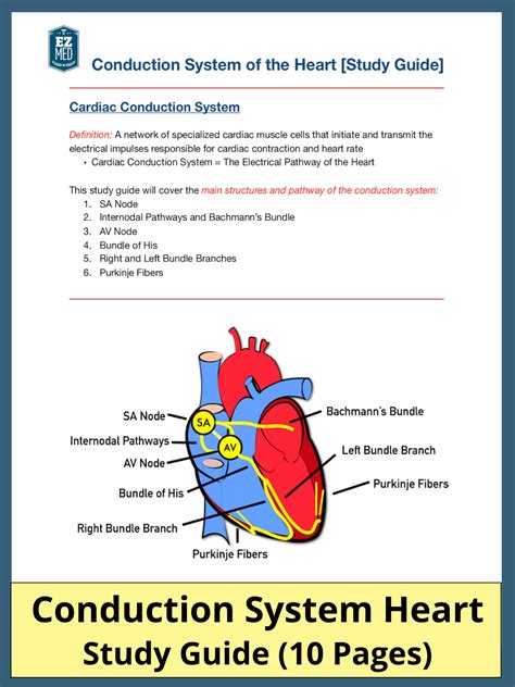 Conduction System Of The Heart Step By Step Labeled Diagram And