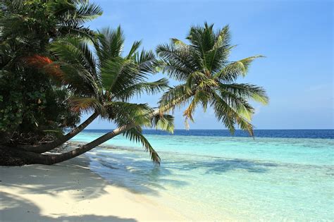 Beach Palm Trees Sea Wallpapers Hd Desktop And Mobile