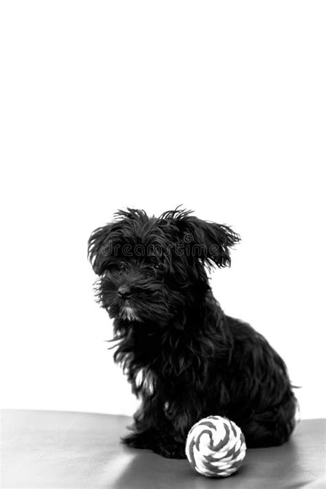 Maltese Black Dog Stock Image Image Of Black Morkie 260177221