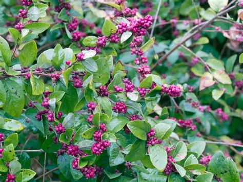 Symphoricarpos Orbiculatus Coralberry Garden Center Marketing