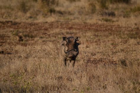 Warthog Kruger National Park South Africa David Stock Flickr