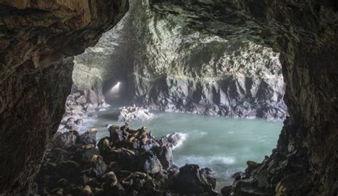 The Largest Sea Cave In America Oregons Sea Lion Caves Is Home To