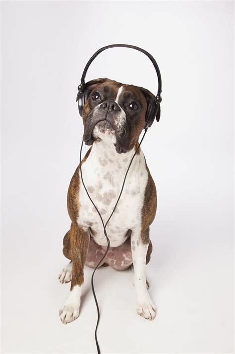 Boxer Dog With Headphones Photograph By Ljm Photo