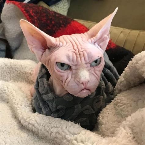 An Oddly Handsome Sphynx Cat Whose Wrinkled Face Makes Him Appear