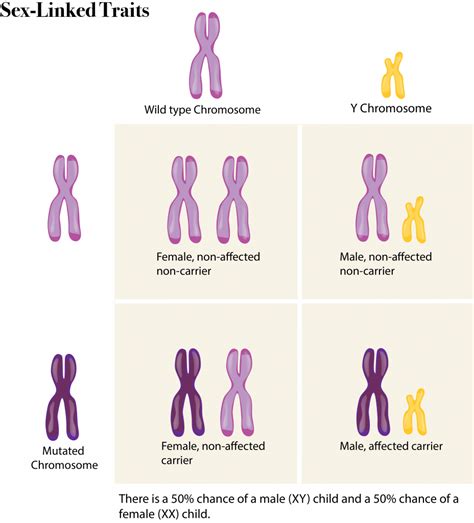 If an organism has a recessive trait, can you determine its genotype for that trait? 6.12 Sex chromosomes - The Evolution and Biology of Sex