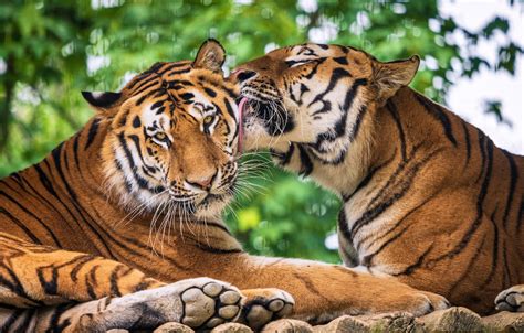 Wallpaper Love Wild Cats A Couple Tigers Images For Desktop Section