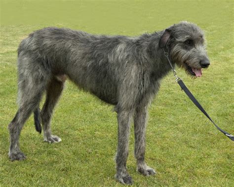Irish Wolfhound Breeders And Puppies For Sale