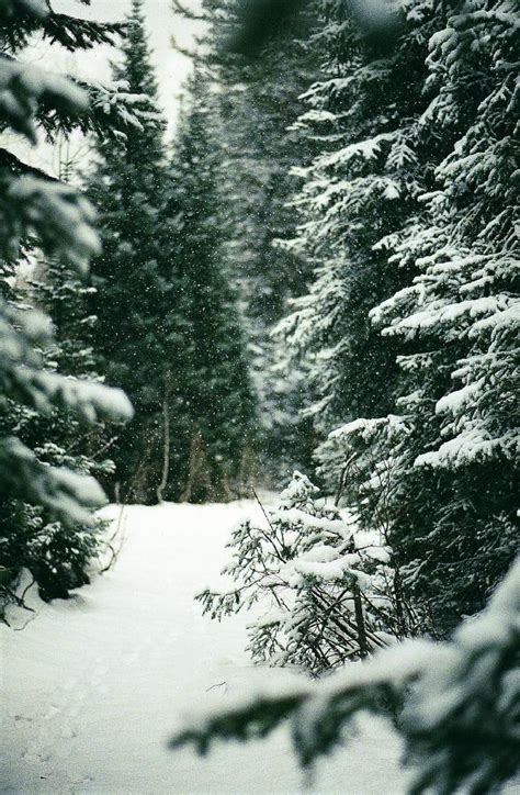 Winter Szenen Winter Love Winter Magic Winter Forest Winter