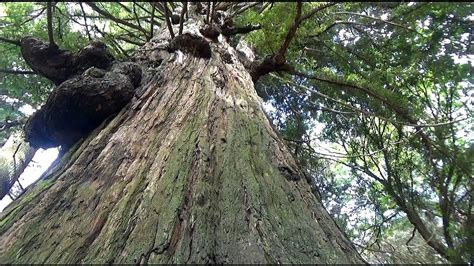 Methuselah A Redwood Tree And The Oldest Resident Of The San Francisco