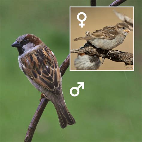 House Sparrow Celebrate Urban Birds