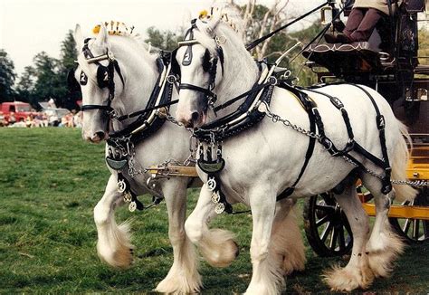 Shire Horses Horse Breeds Clydesdale Horses Horses