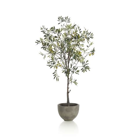 Artificial potted plants travelers palm tree. Potted Olive Tree - Crate & Barrel | domino.com | Olive ...