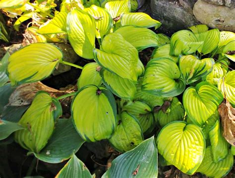 Hosta Stained Glass Sun Tolerant Variegated Plantain Lily