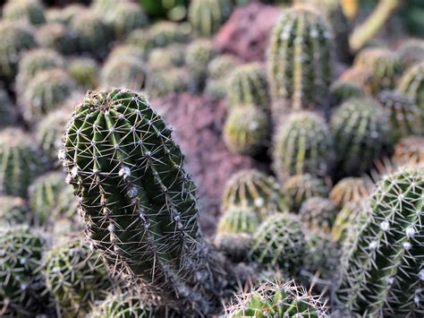 7 Facts Everyone Should Know About Peyote Cactus Seeds