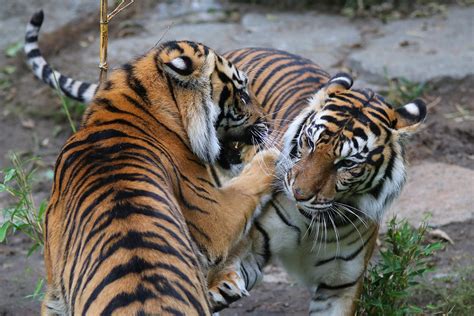 Sumatran Tiger Berlin Tierpark October 8th 2020 Matt Taylor Flickr