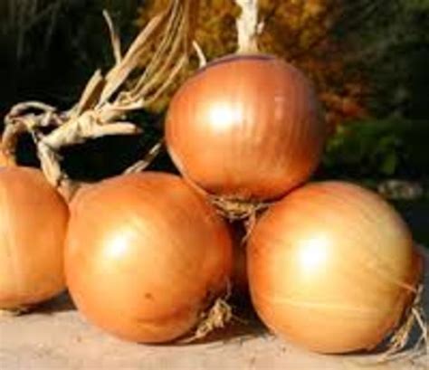 Onion Sweet Spanish Yellow Plant Goode Greenhouses